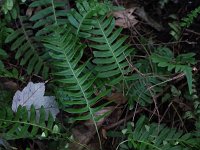 Common Polypody Fern